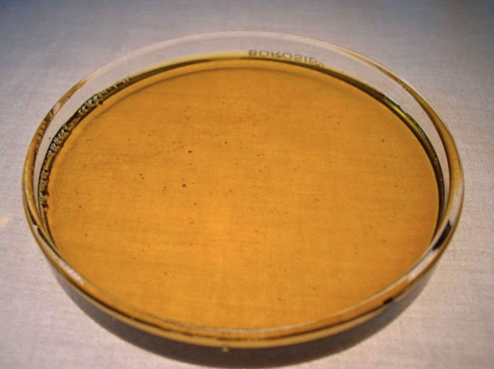 How to Repel Stink Bugs Naturally Gazette Review