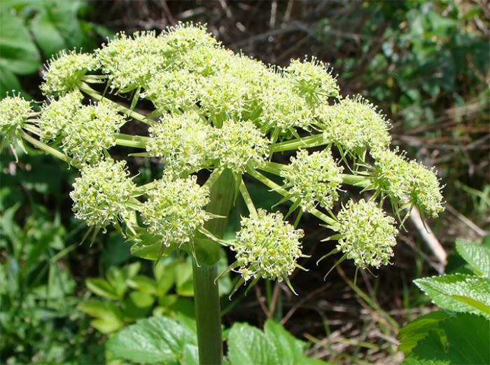 How To Increase Estrogen Naturally Natural Alternatives to Estradiol