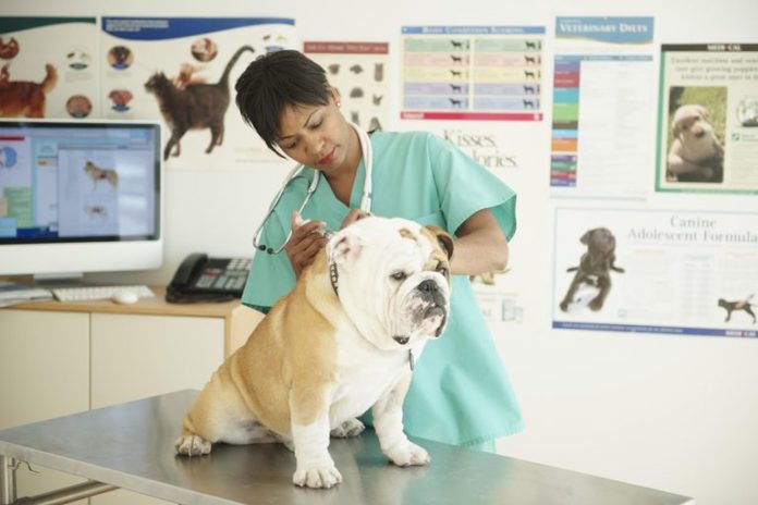 Average Veterinarian Salary 2018 Income Hourly Wages Career 