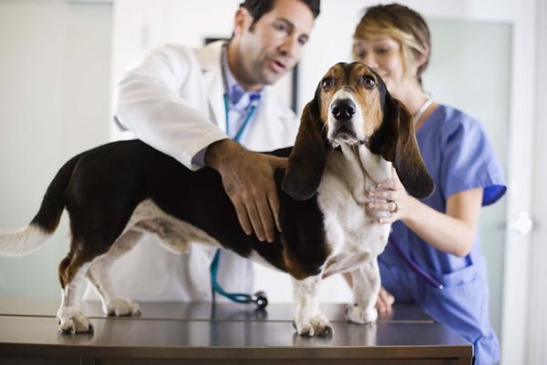 Average Veterinarian Salary 2018 Income Hourly Wages Career 