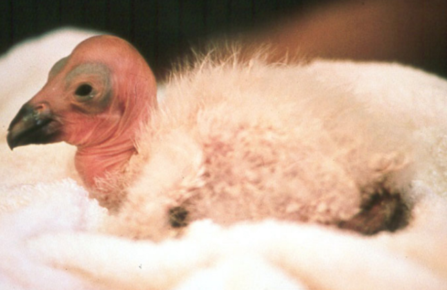 Condor Embryo California Condors Returns to Northern California Redwoods - Gazette Review