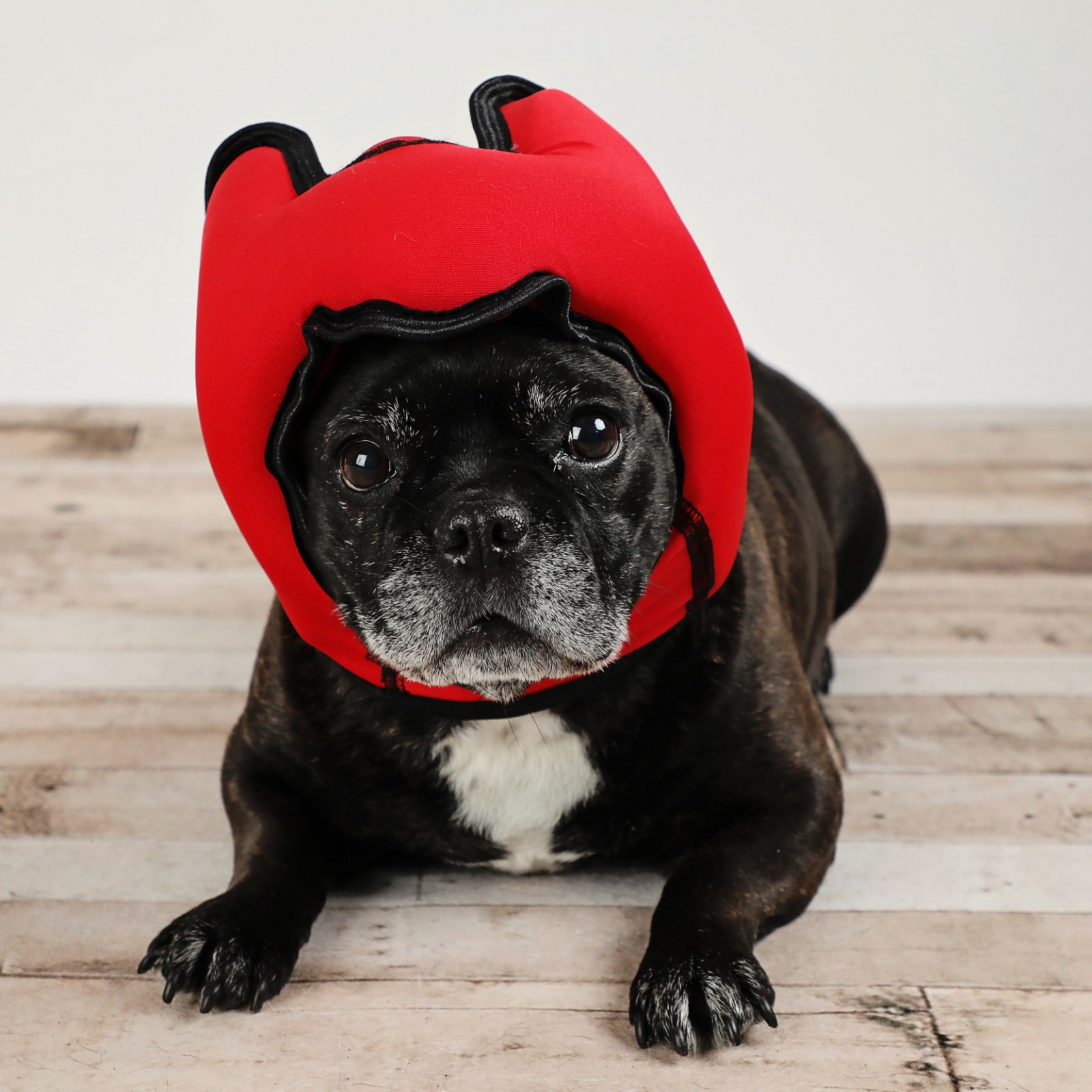 Pawnix 2023 Update - What Happened After Shark Tank - Vimarsana News