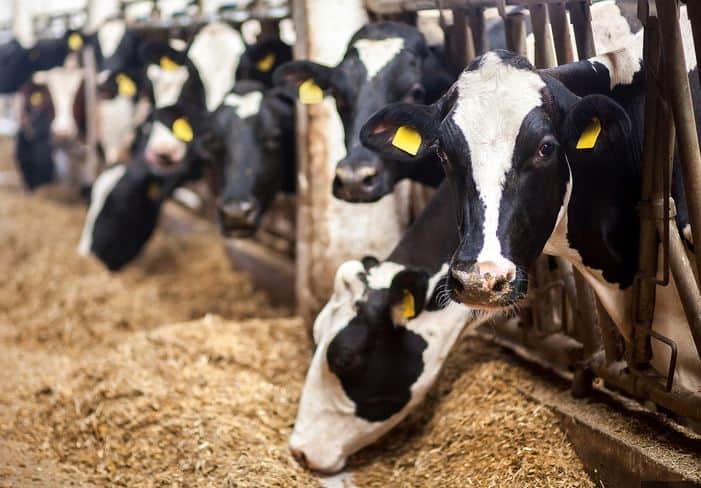 New Bird Flu Variant Found in Nevada Dairy Cattle - Gazette Review