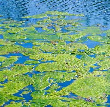 algae bloom