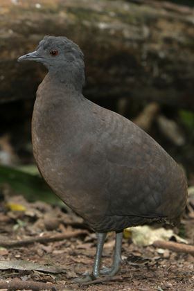 south american flying bird