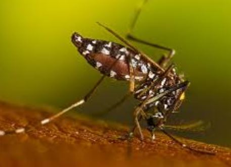 aedes mosquitoes