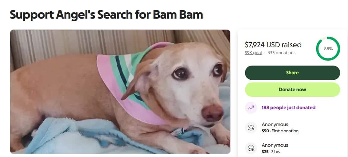 bam bam gofundme