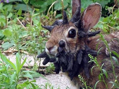 frankeinstein rabbit