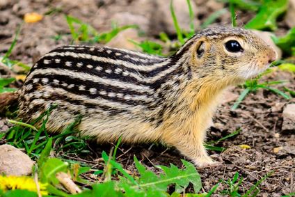 ground squirrel