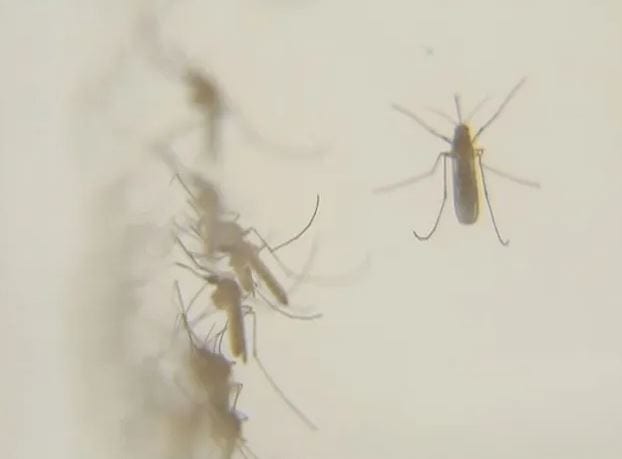 mosquitoes