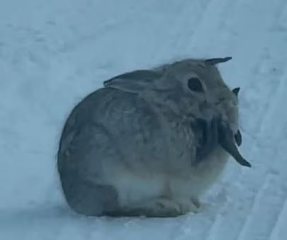 rabbits