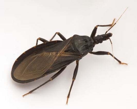kissing bug
