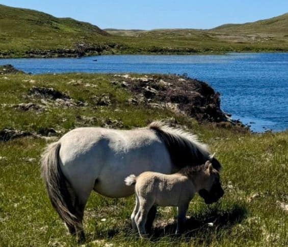 pony