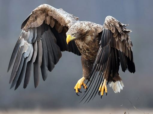 white tailed eagle