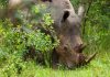 Rhinos in Uganda Bounces Back From Extinction