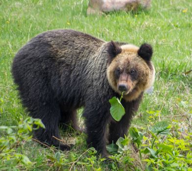 bears in japan