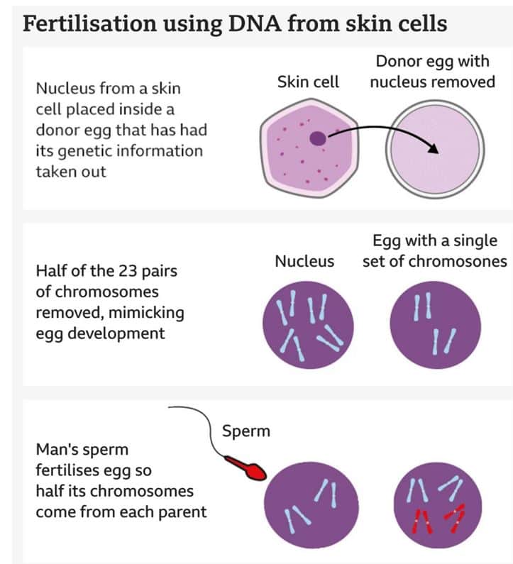 fertilization with skin cells