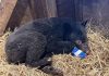 Black Bear Cub In Northern B.C. Survives After Being Burned