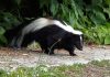 Man Dies After Receiving Kidney From Donor Who Fended Off Skunk