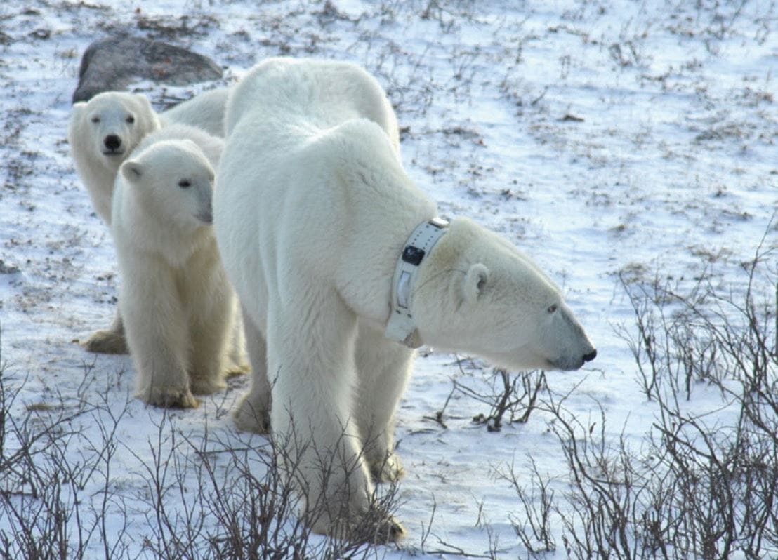 polar bear adoption