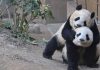 Japan’s Last Two Giant Pandas to Return to China