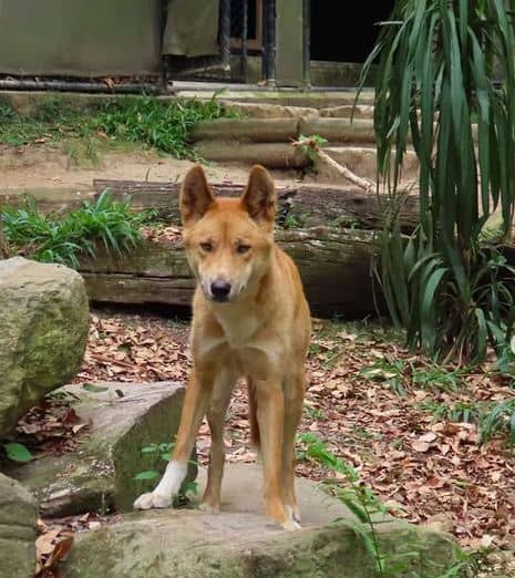 dingoes