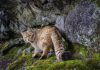 Elusive Wildcat Returns to Europe’s Forests