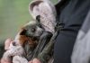 Thousands of Flying Foxes Have Died in Australia’s Heatwave