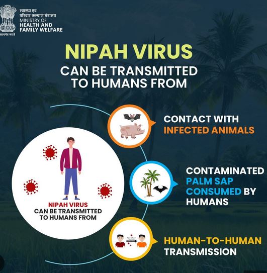 nipah virus transmission