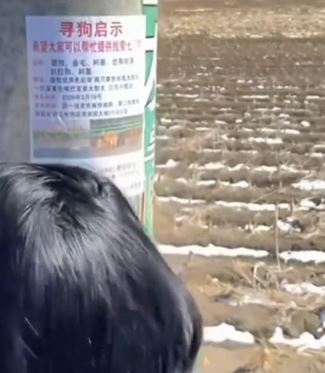 china missing dogs