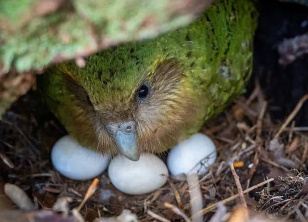 kakapo with eggs