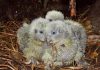 More Than 100 Kākāpō Chicks Hatch In Record-Breaking Breeding Season
