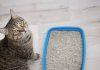 Condo Owner Hit With Nearly $55K Bill After Tenant Flushed Cat Litter