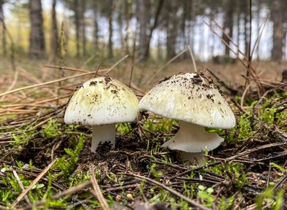 death caps