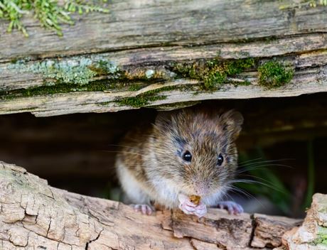 hantavirus rat
