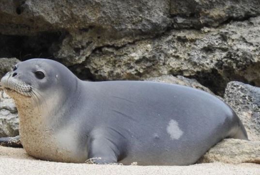 hawaiian monk seal case