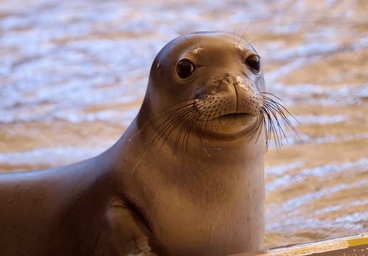 hawaiian monk seal