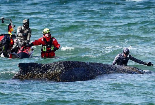 humpback whale rescue