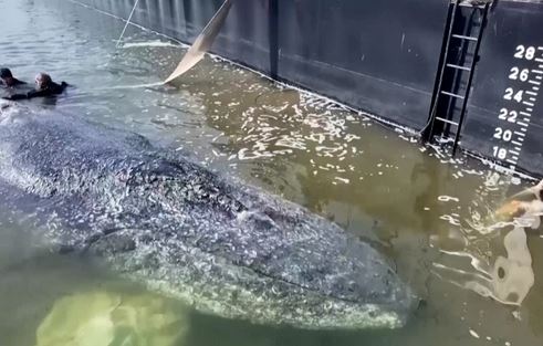 humpback whale