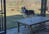 Dog Taken During Colorado Airman’s Deployment Found Dead