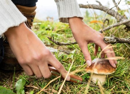 mushroom foraging