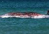 Humpback Whale Found Dead Following Contentious Rescue Attempt