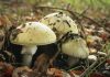 Three More People Sick After Eating Toxic Mushrooms in California