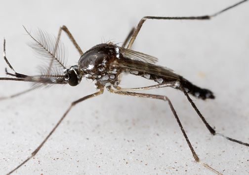 aedes aegypti
