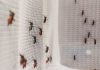 Google to Release 32 Million Lab-Raised Mosquitos in California and Florida