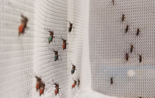debug-project-mosquitos