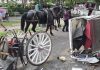 Teen Dies After Being Thrown From Horse-Drawn Carriage In New York City