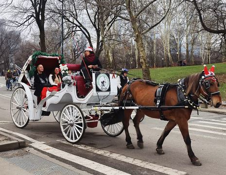 horse drawn carriages