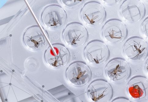 lab raised mosquitos