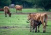 Two More Cases of New World Screwworm Found In Animals